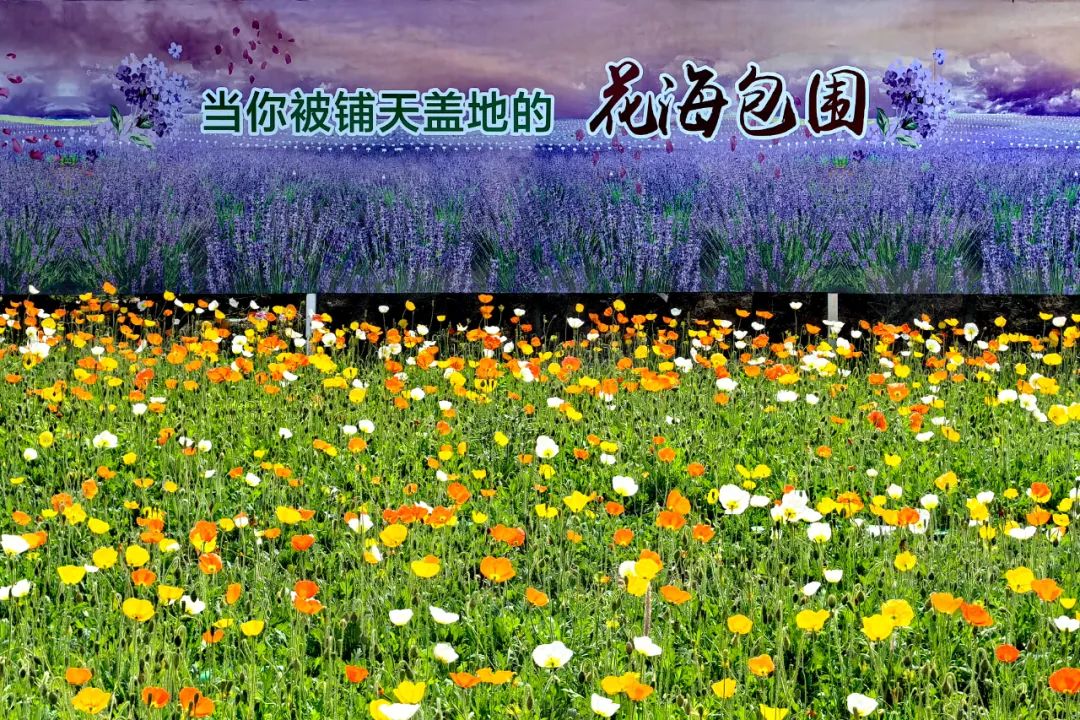 熊猫体育网站：县域度假的“礼泉典范”：从乡村旅游到乡村度假