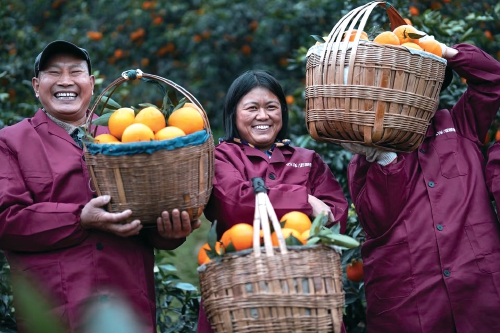 熊猫体育：种下“黄金橙”长出“亿元村”br——重庆奉节县永乐镇大坝村绿色转型探访