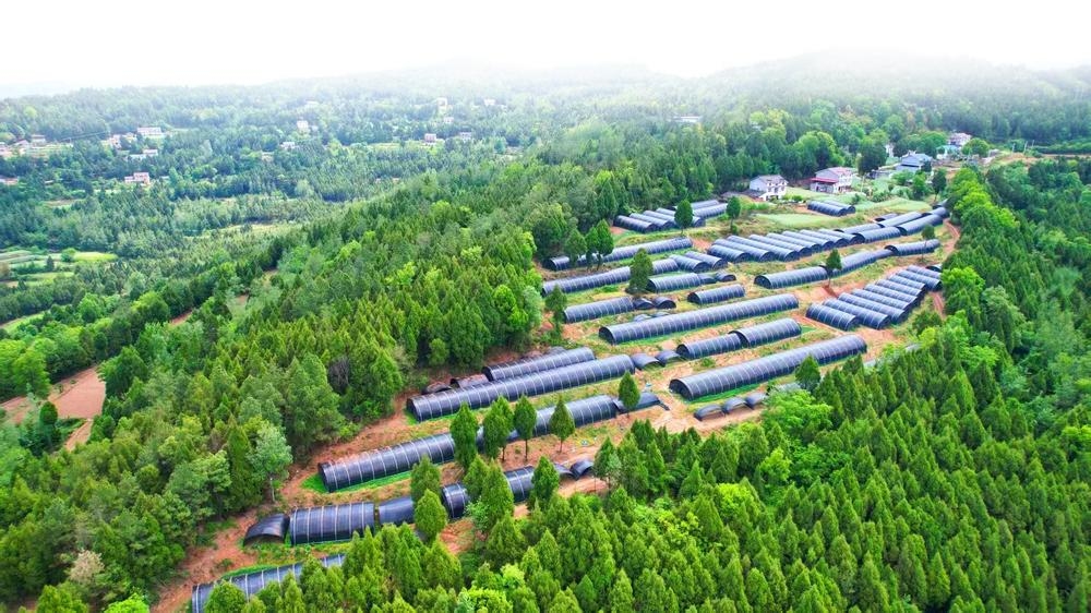 广元大力发展林下经济2024年林下经济总产值达6745亿元