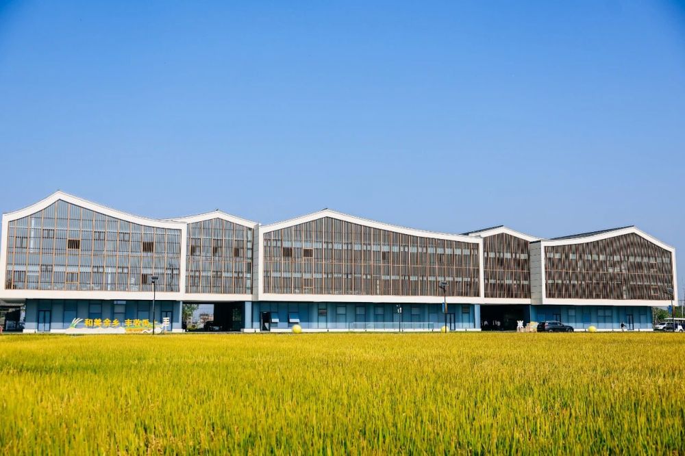 年终报道丨“运营乡村”乡村CEO走向“留得久”