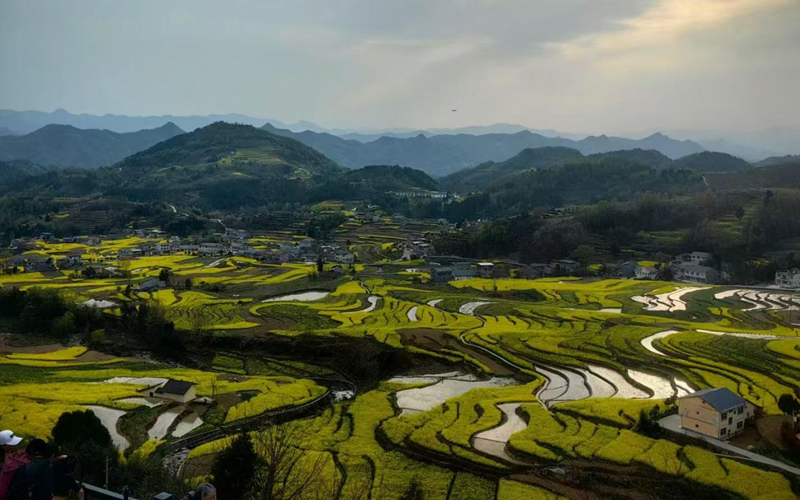 新春走基层｜古梯田上春花开