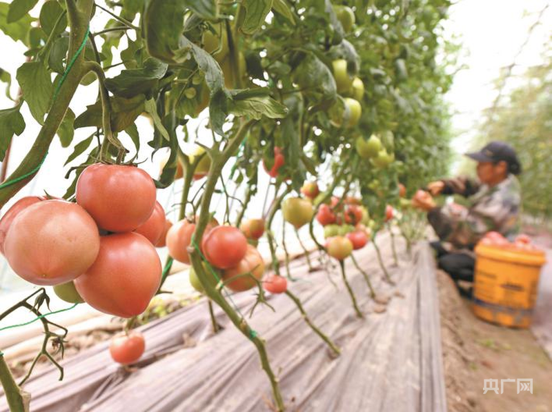 熊猫体育：安徽巢湖：中垾大番茄红火开摘